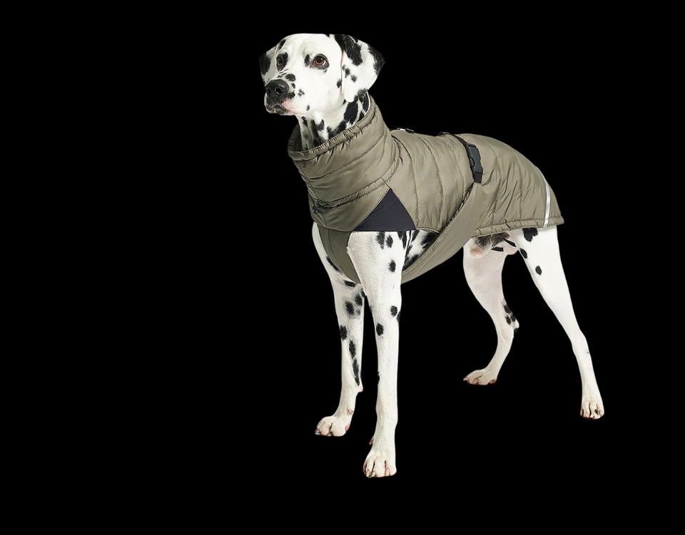 Dalmatian dog wearing a stylish khaki jacket