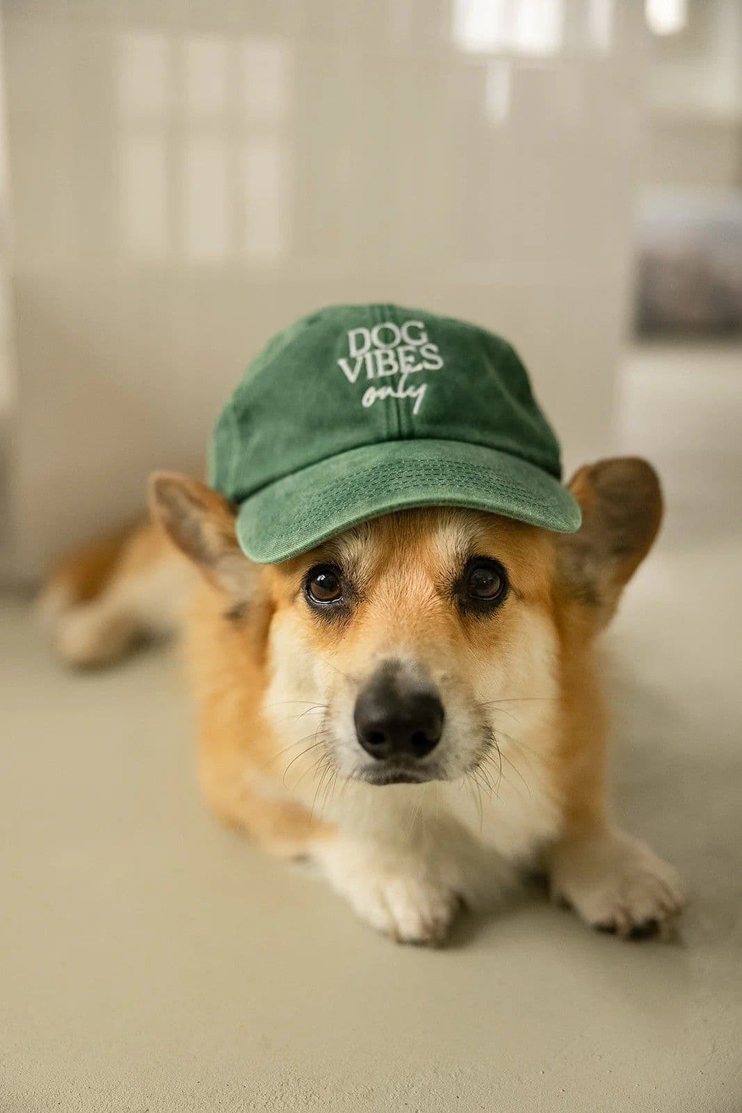 czapka DOG VIBES ONLY